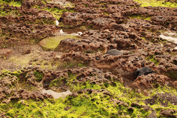 Beautiful Scenery of Jeju Island / Scenery Picture of Jeju Island, Korea
