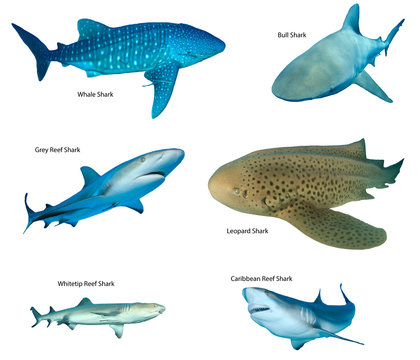 Collection shark species isolated. Whale Shark, Leopard, Bull, Caribbean and Whitetip Reef Sharks on white background