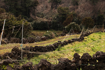Obraz premium Beautiful Scenery of Jeju Island / Scenery Picture of Jeju Island, Korea