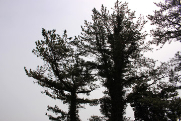 Beautiful Scenery of Jeju Island / Scenery Picture of Jeju Island, Korea