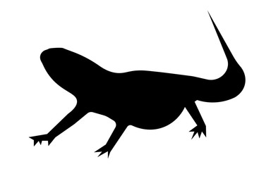 bearded dragon silhouette on white background