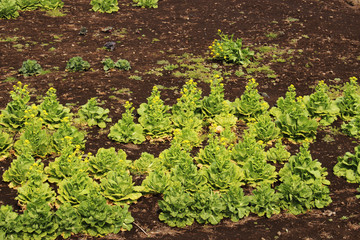 Beautiful Scenery of Jeju Island / Scenery Picture of Jeju Island, Korea