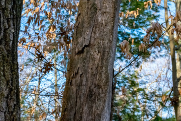 The Great Hill Trails in Bridgewater, Massachusetts