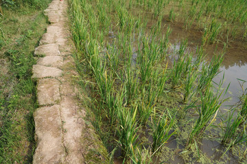 Farm field for rice and rock trail