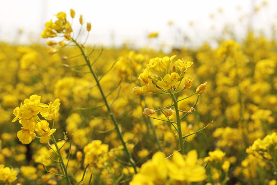 Beautiful Scenery of Jeju Island / Scenery Picture of Jeju Island, Korea - Powered by Adobe