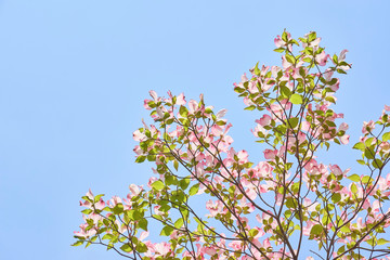 花水木の花　青空背景