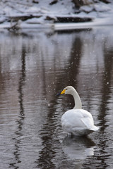 吹雪の川に立つ一羽の白鳥