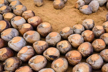 Coconut Perfume is cutting head for Breeds