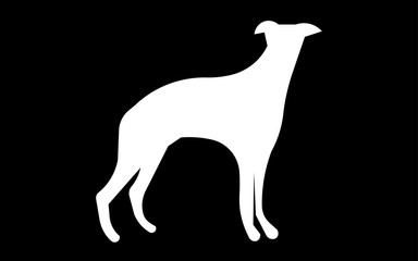 white whippet silhouette on black background