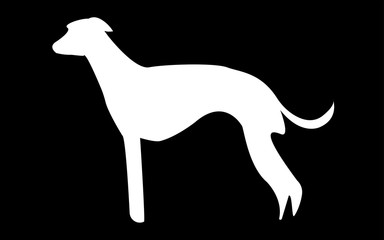 white whippet silhouette on black background