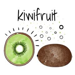 Watercolor kiwi fruit. Vector illustration