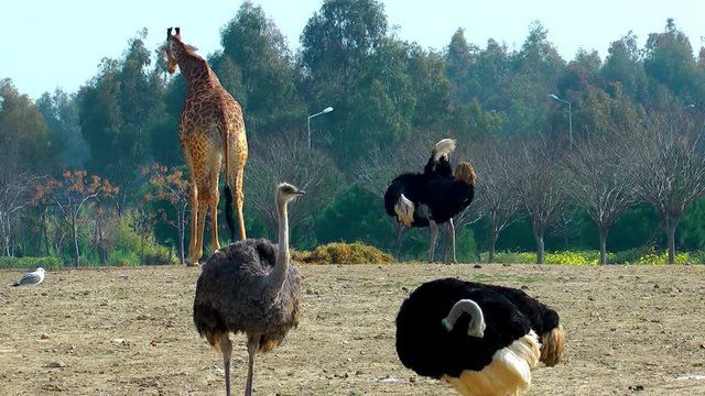 Giraffe and ostrich in Zoo