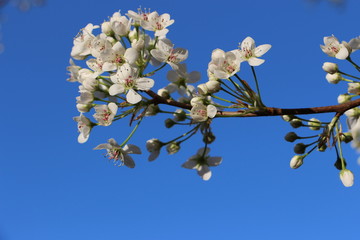 Dogwood Tree Blooms and Blue Skies