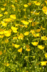 Many yellow ranunculus acris or meadow buttercup or tall buttercup or showy buttercup on green field vertical