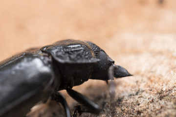 Dead Titanus giganteus beetle. Amazing texture on it's body. Macro photography. Close-up picture.
