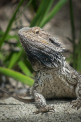 Bearded Dragon Posing for Viewer Vertical Selective Focus