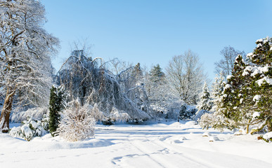 Beautiful winter forest landscape with snow covered trees.