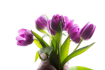 Bouquet of purple tulip flowers in man hand isolated, copy space. Man holding bunch of tulips. copy space for your text.