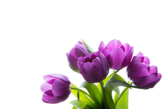 Bouquet of fresh purple tulips. Purple tulips on the white background