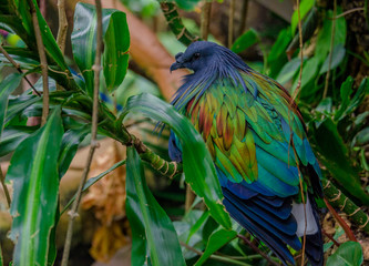 Multi Hued Metallic Plumage on a Nicobar Pigeon Perched on a Branch
