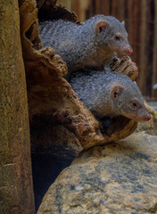 Earth Toned Fur on a Pair of Banded Mongeese Piggy Back in a Log