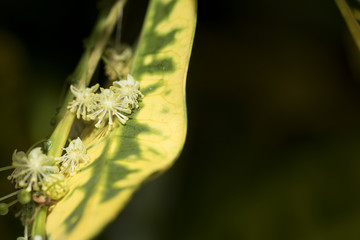 Beautiful macro photography of little panicles growing. Close-up image of beautiful little flowers growing.