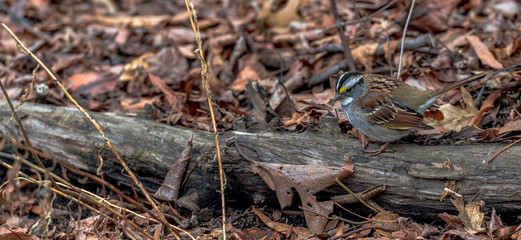 Earth Toned Plumage on a Sparrow Perched on a Log