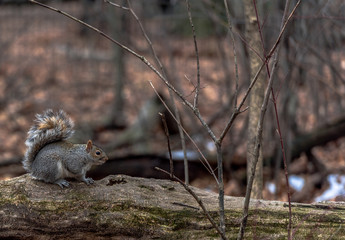 Naklejka na ściany i meble Earth Toned Fur on a Grey Squirrel Foraging on a Log