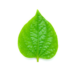 Fototapeta na wymiar Green Piper betle leaf on white background