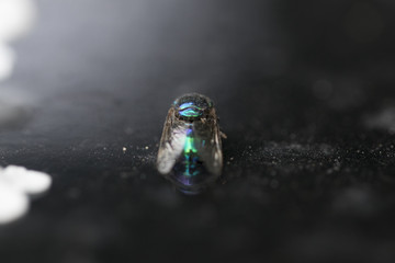 Dead metallic green and blue cluster fly laying down. Macro phot