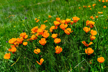 California Golden Poppy field, california poppies