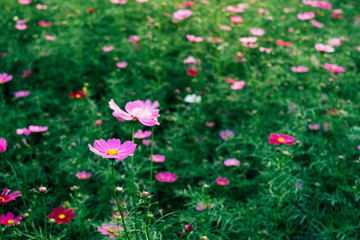 Close - up of Cosmos flower and pink starship flower on the  wayside, Macro of flower in the garden on morning.