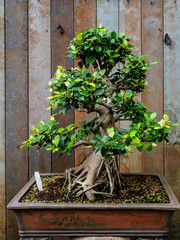 tree in indoor garden