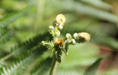 Fern flower