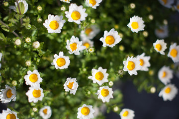 white camomile flowers
