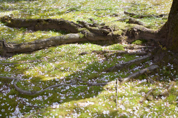 Cherry blossom petals are falling on the moss