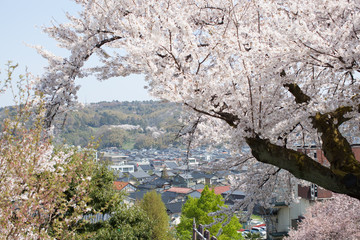 Cherry Blossoms with mos temple