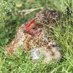 Hen and chick, mother and baby lying on the grass
