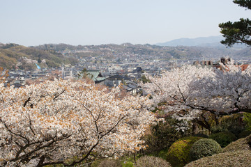 Cherry Blossoms in kanazawa