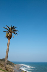 椰子の木と空と水平線