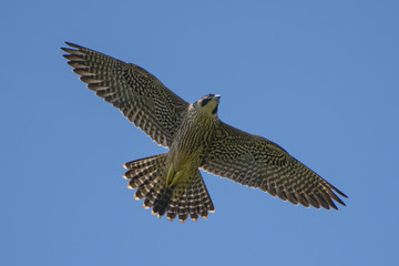 a Falcon in Flight (peregrine falcon, juvenile)