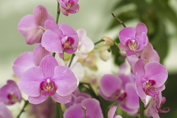 Fototapeta na wymiar Beautiful picture of this amazing light fuchsia and white flower named Phalaenopsis Orchid. Close-up photography. Macro Lens.