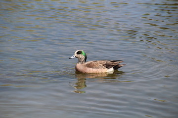 American Wigeon, Gold Bar Park, Edmonton, Alberta