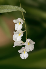 Beautiful picture of an amazing tinny white Orchid. Close-up photography. Macro Lens.