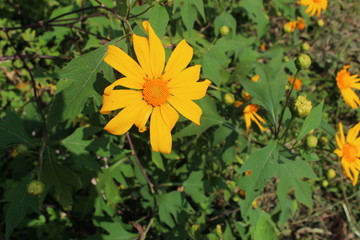 Fototapeta premium Tropical Red Flower, Flower and Garden in Indonesian West Java. an Epict Flower and Best Flower in the world