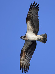Osprey (Pandion haliaetus)