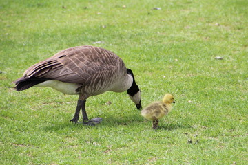 Goose Walking Her Young, William Hawrelak Park, Edmonton, Alberta