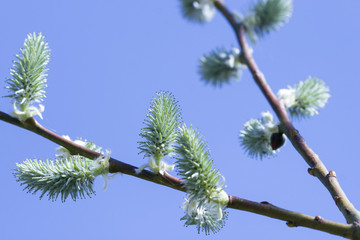 Willow catkins with blue background. Early spring first flower.