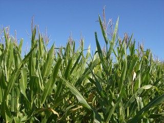 Obraz premium Corn Stalks Growing in the Field Closeup. Cornfield with Blue Sky Background.