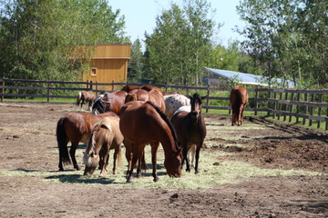 Horses At Fort Edmonton Park, Edmonton, Alberta